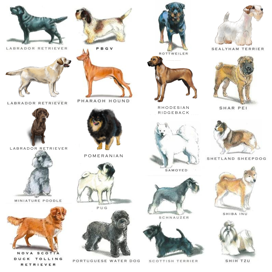 dog breed choices for custom dog note cards
